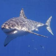 WILD_SHARK_BOY
