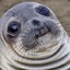 Avatar of Awkward Seal