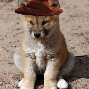 Wizzdingo
