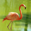 Random Flamingo