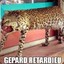 Gepard Retardieu