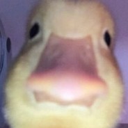 ¤Bad Duck¤