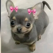 BOT Maicha