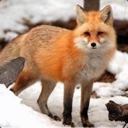 Foxnaya