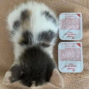 i love my new pet Scimmione