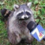 Famous Racoon