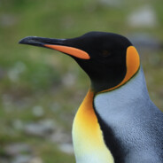 Rozpingwiniacz's Avatar