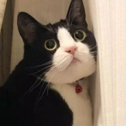 Dfacecat