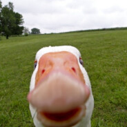 goosebandit.gg profile picture