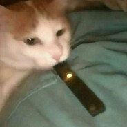 vape cat