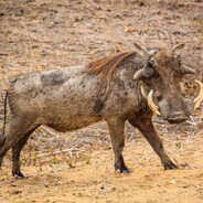 Pumba