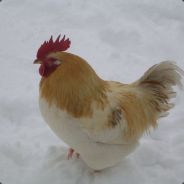 var - steam id 76561197960401888