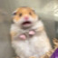 Scared Hamster