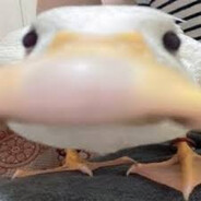 Ducky