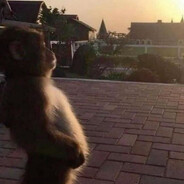monke flip prime