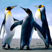 0x203D (‽)