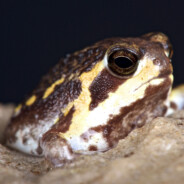 Guacabrolee