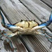 The Cræb