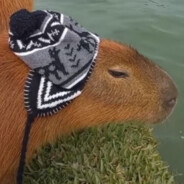 capivara de chapéu