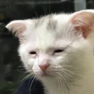 Sentimental Microwave