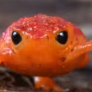 Sapa-Pitanga's Avatar