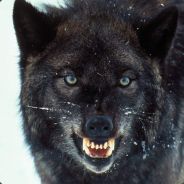 Black Wolf avatar