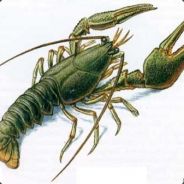 [RW]Краб