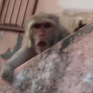 ⭕⃤ ᠌ Surprised monkey