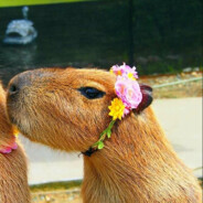 Senior Capybara