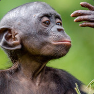 MonkE