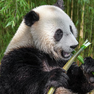 CentauriPanda's Avatar