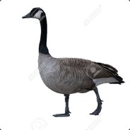 Goose News