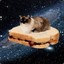 Sandwich Cat