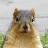 SquirrelBoi's Avatar