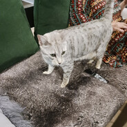 TheDollyShow's Avatar