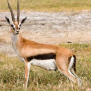 Young Gazelle