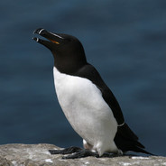 je-suis-un-pingouin
