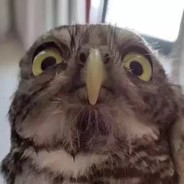 Jia Jia.