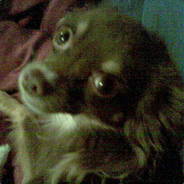 Piroutcha