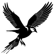 Ｂｌａｃｋ　Ｂｉｒｄ