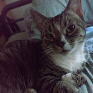 I Love Cats