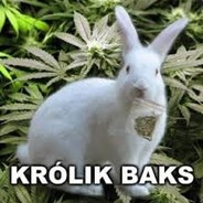 Krol1kBaks