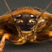 scary cucaracha