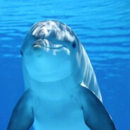delfin97