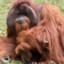 fat lumbering orangutan