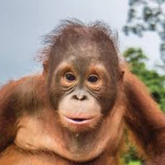Orangutan