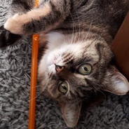 FurFax