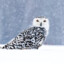 Snowy Owl