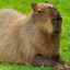 Capivara