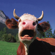 Moo avatar